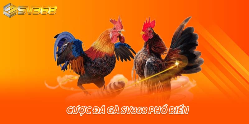 Cược đá gà SV368 phổ biến